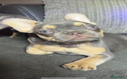 French Bulldog dogs for sale: Premium French Bulldog Puppies  - Advert 6