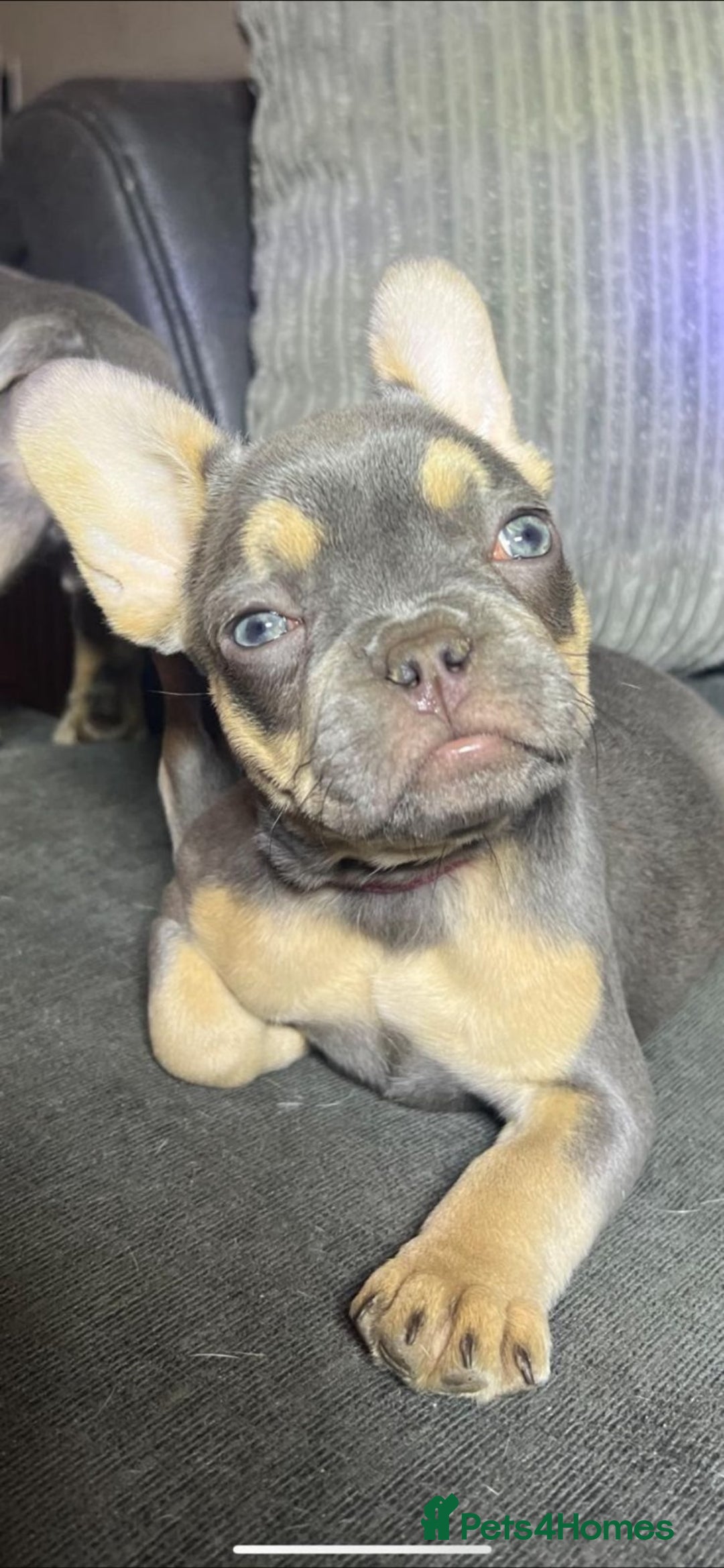 French Bulldog dogs for sale: Premium French Bulldog Puppies  - Advert 6