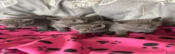 Russian Blue cats for sale: Stunning gccf registered Russian blue kittens  - Advert 4