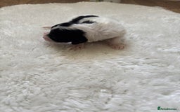 Cockapoo dogs for sale: Miniature f1 cocker poodles  - Advert 12