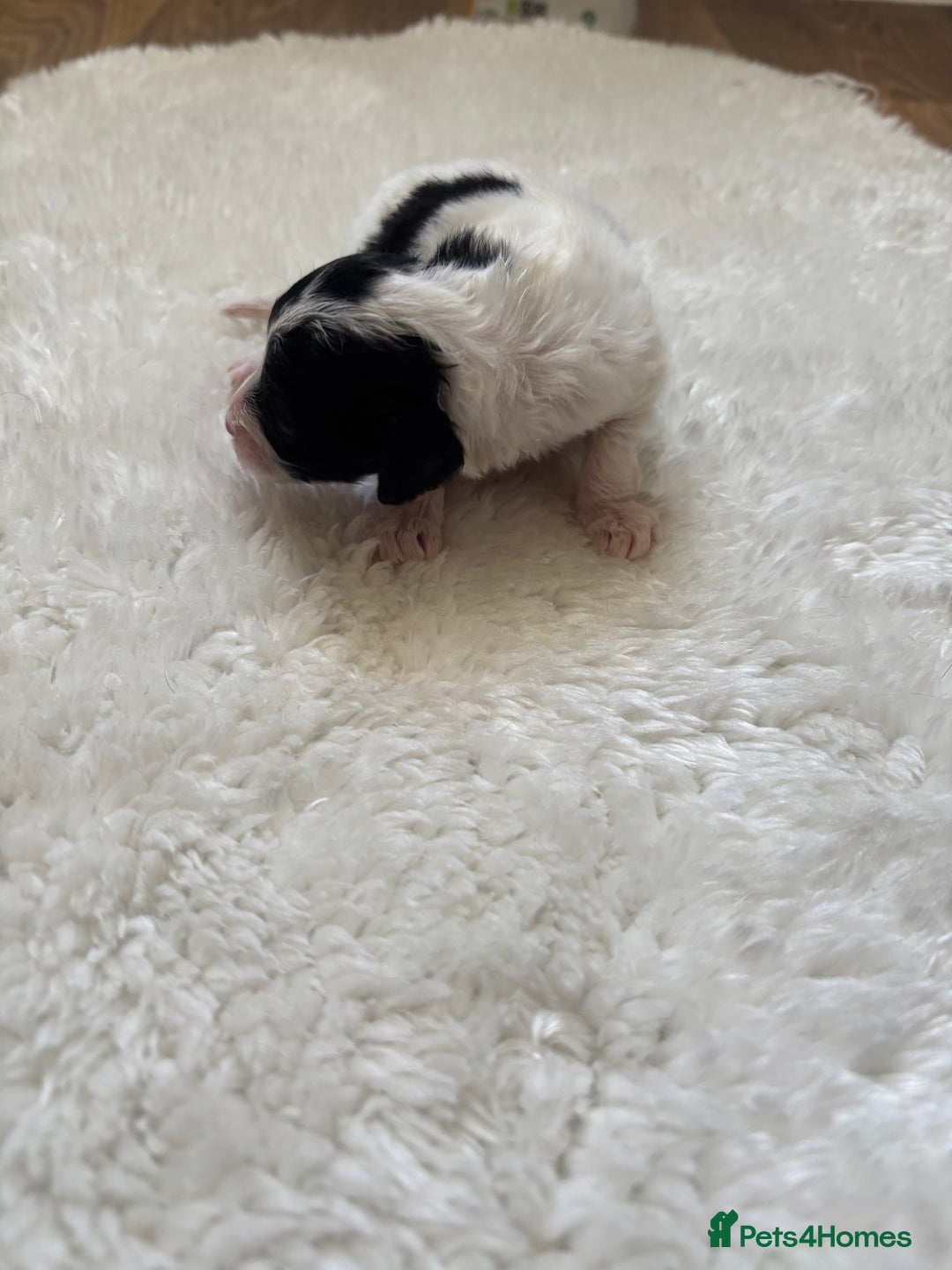 Cockapoo dogs for sale: Miniature f1 cocker poodles  - Advert 12