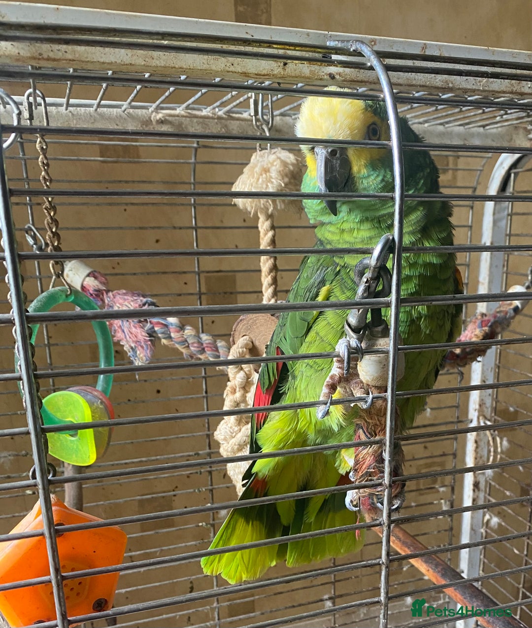 Parrots birds for sale: Male, Blue fronted Amazon - Image 6