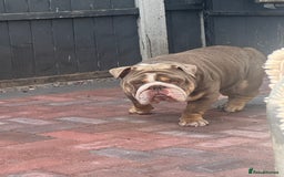 English Bulldog dogs for stud: Bondy boy - Image 5