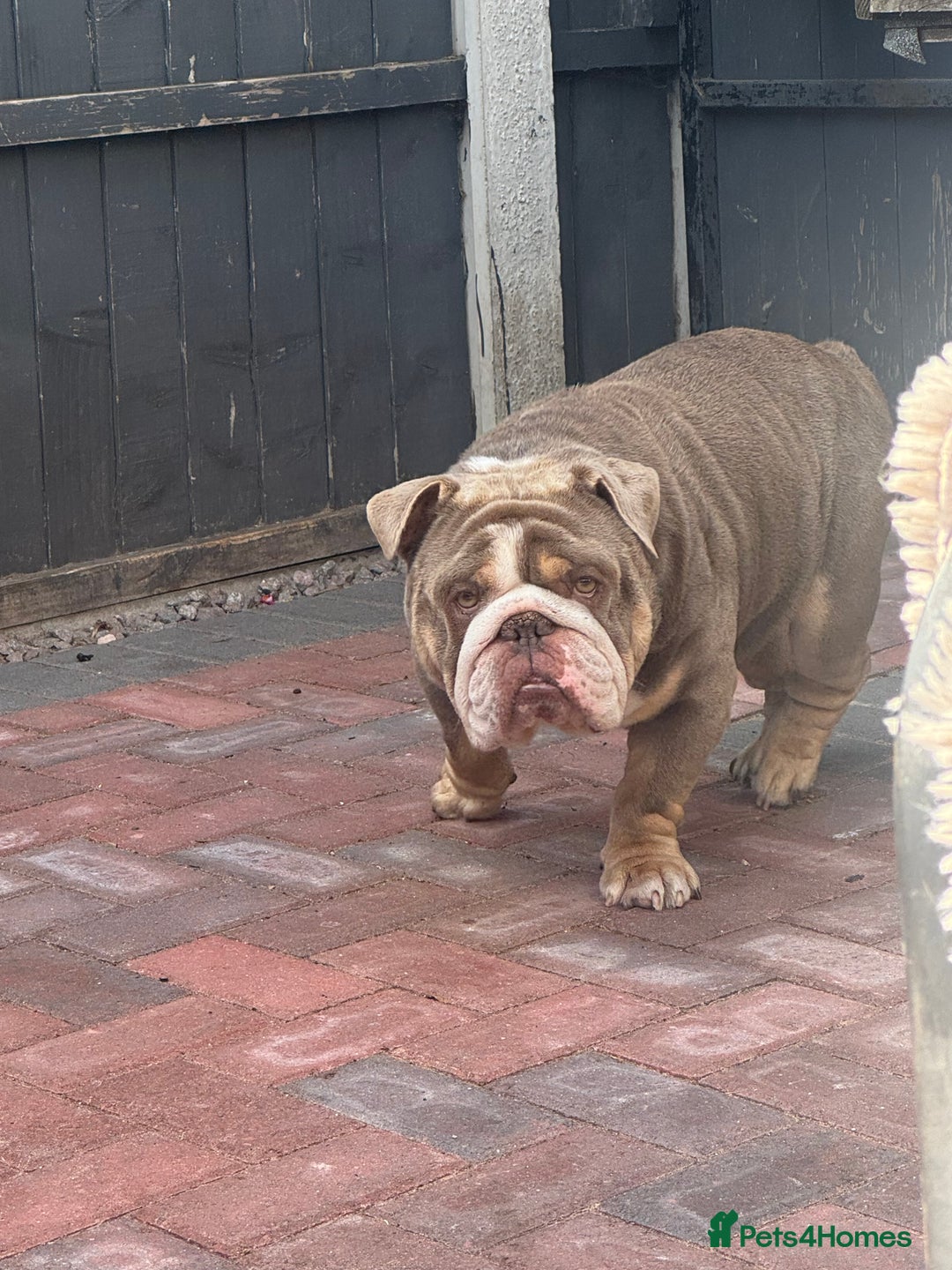 English Bulldog dogs for stud: Bondy boy - Image 5