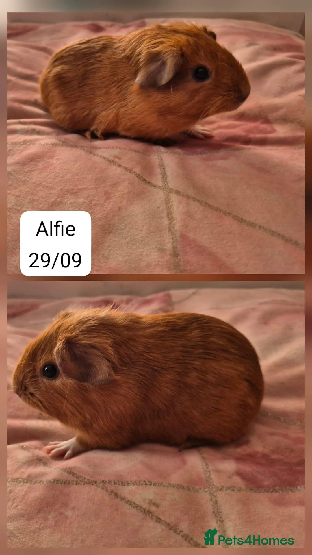 Guinea Pig rodents for sale: Four stunning baby guinea pigs 👀🏡 - Advert 4