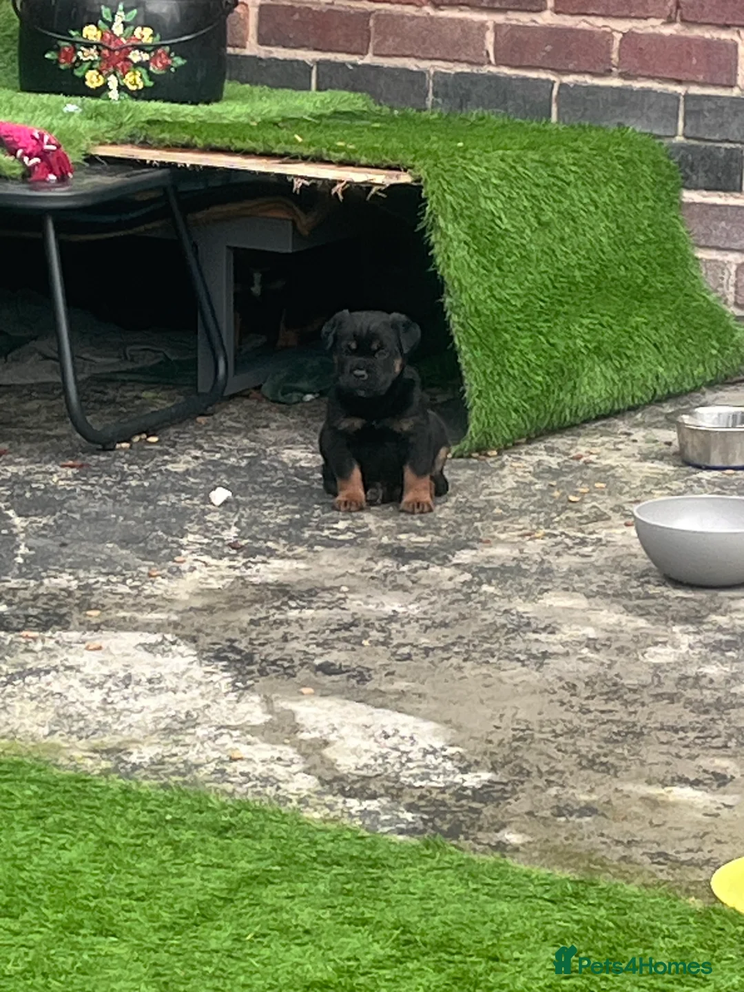 Rottweiler dogs for sale: Beautiful Chunky Rottweiler Puppys - Advert 2