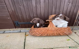 Cocker Spaniel dogs for sale: Cocker spaniel puppies  - Advert 4