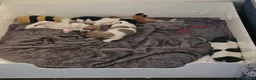 Jack Russell dogs for sale: 2 left!!! Jackrussle puppies   - Advert 4