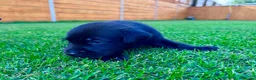 Labrador Retriever dogs for sale: KC Registered Labrador Babies 🐾🐾🐾 - Advert 25