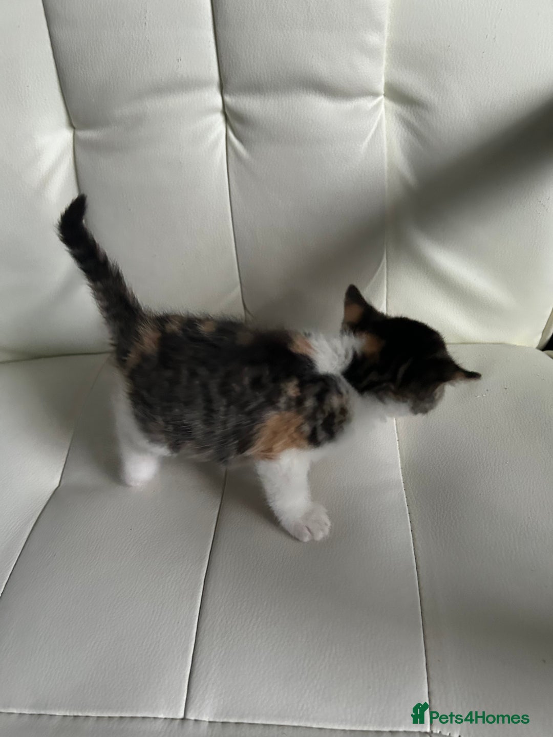 Ragdoll cats for sale: Ragdoll x Tabby Gorgeous Rare Coat Kittens - Advert 20