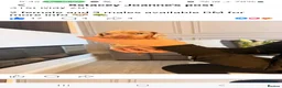 Miniature Dachshund dogs for sale: Beautiful miniature dachshund  in Wigan - Advert 17