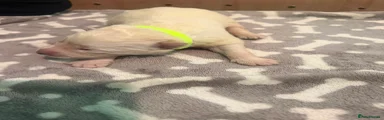 White Swiss Shepherd 6