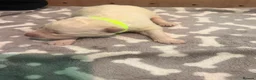 White Swiss Shepherd dogs for sale: Swiss white shepherds puppies  - Advert 14