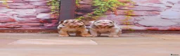 English Bulldog dogs for sale: Top Tier English Bulldogs READY NOW!! - Advert 2