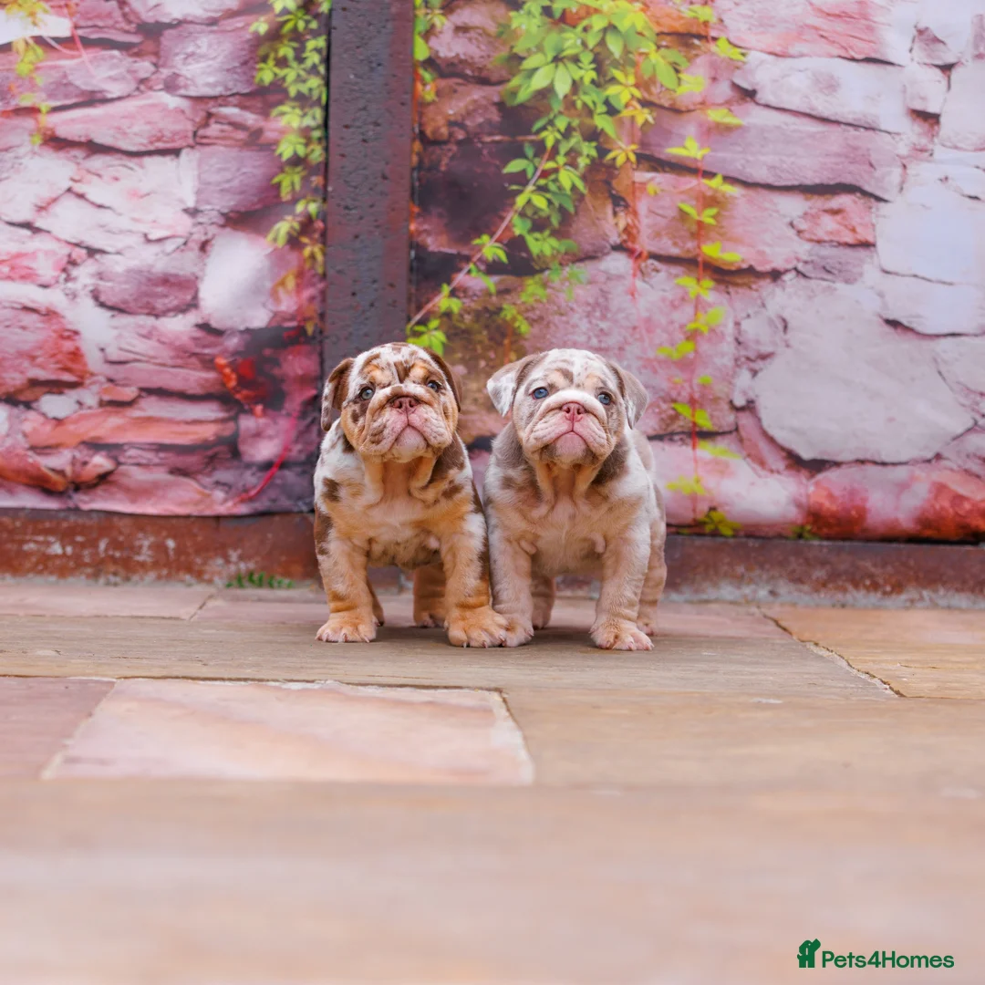 English Bulldog dogs for sale: Top Tier English Bulldogs READY NOW!! - Advert 2