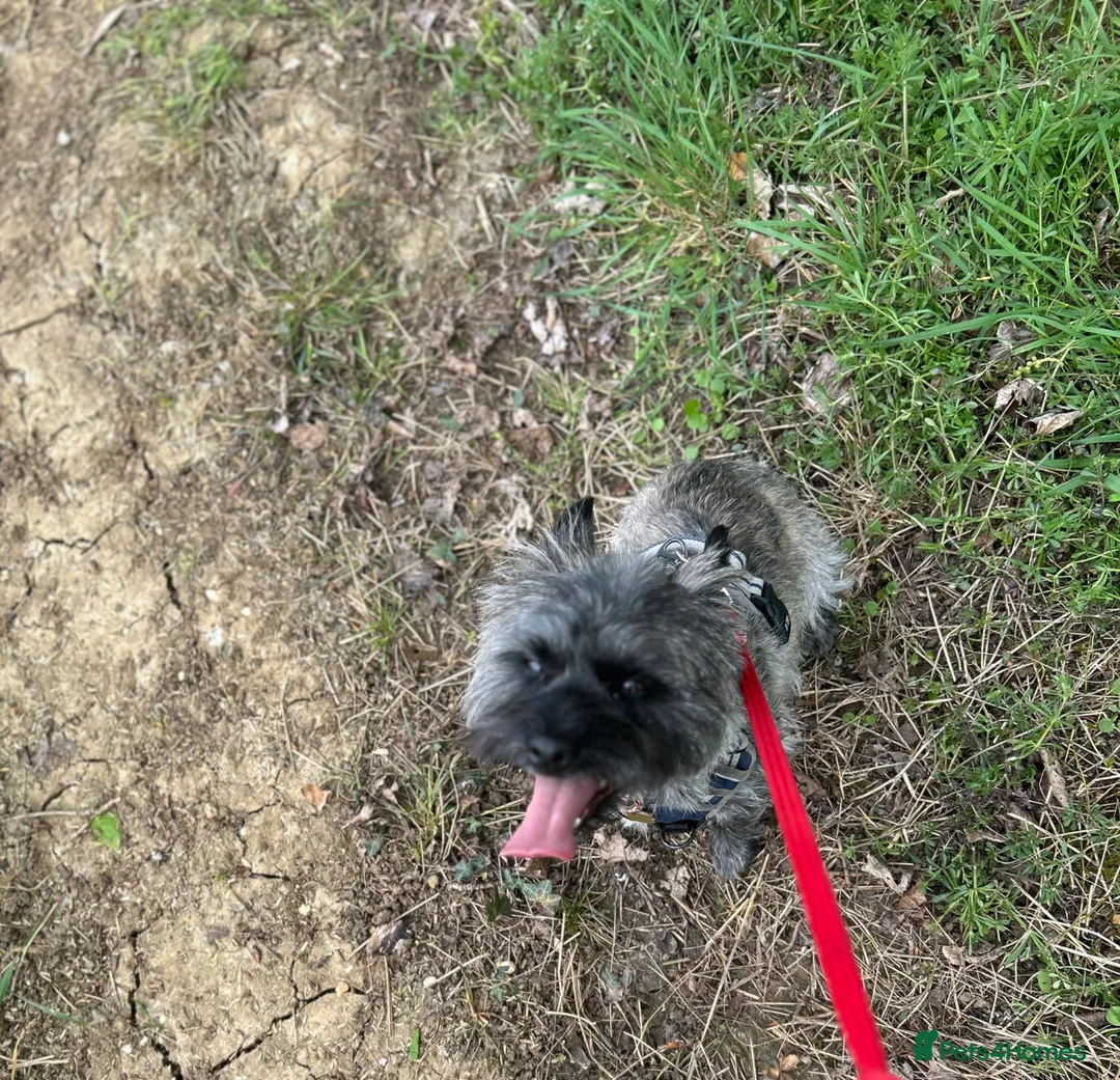 Cairn Terrier dogs for stud: For stud  - Advert 1