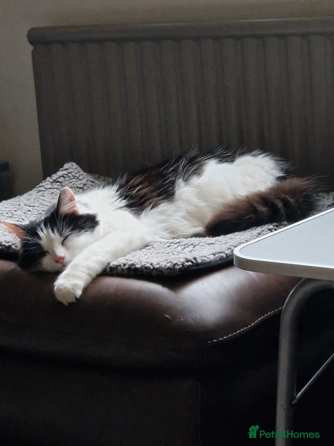 Mixed Breed cats for sale: Smudge, this beautiful girl needs her forever home - Advert 1