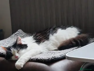 Mixed Breed cats Smudge, this beautiful girl needs her forever home - Advert 4