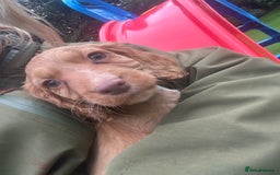 Cocker Spaniel dogs for sale: registered cocker spaniel pup for sale - Image 14