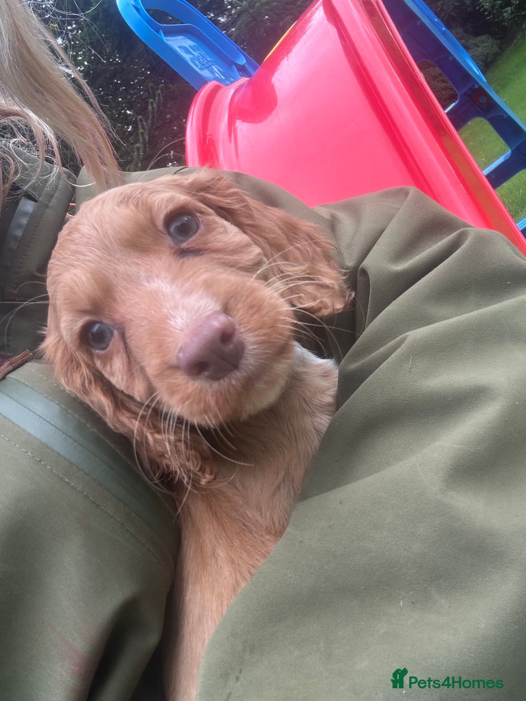 Cocker Spaniel dogs for sale: registered cocker spaniel pup for sale - Image 14