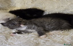 Persian cats for sale: Stunning Persians  - Image 13
