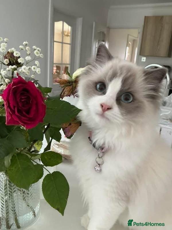 Ragdoll cats RARE Blue bicolour girl & Lilac bicolours - Advert 6