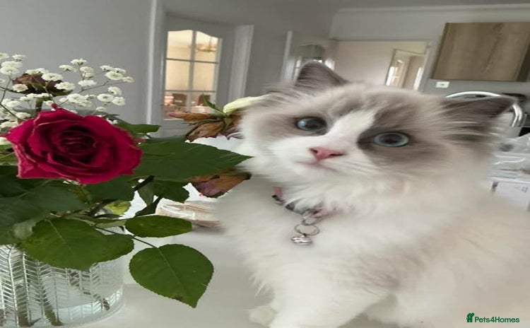 Ragdoll cats - Advert 16