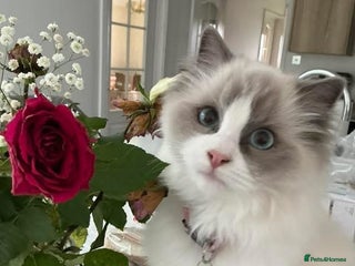 Ragdoll cats RARE Blue bicolour girl, Lilac bicolours - Advert 1