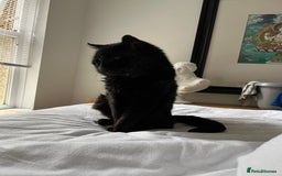 British Shorthair cats for sale: Lovely Elderly Cat - Image 3