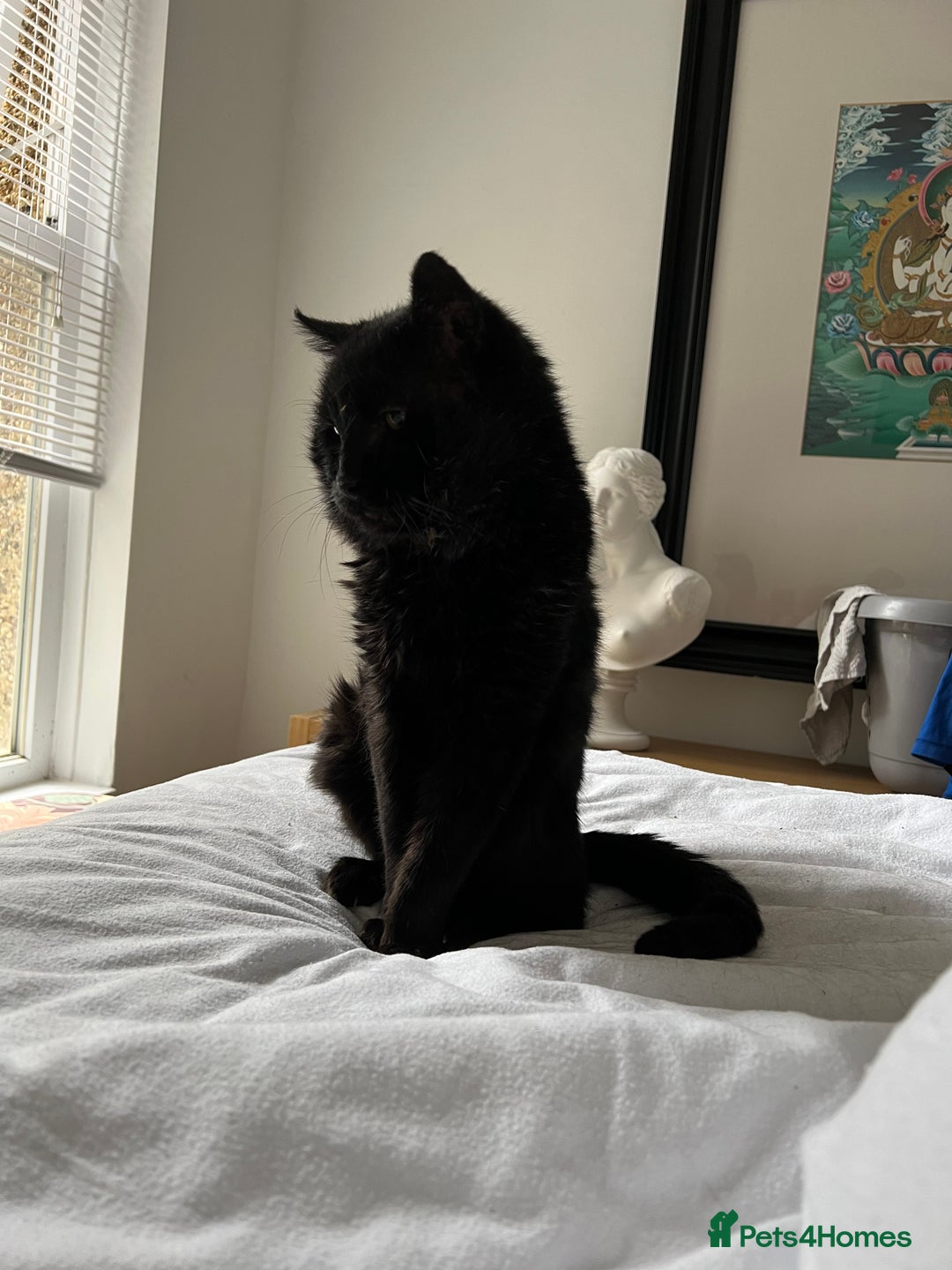British Shorthair cats for sale: Lovely Elderly Cat - Image 3