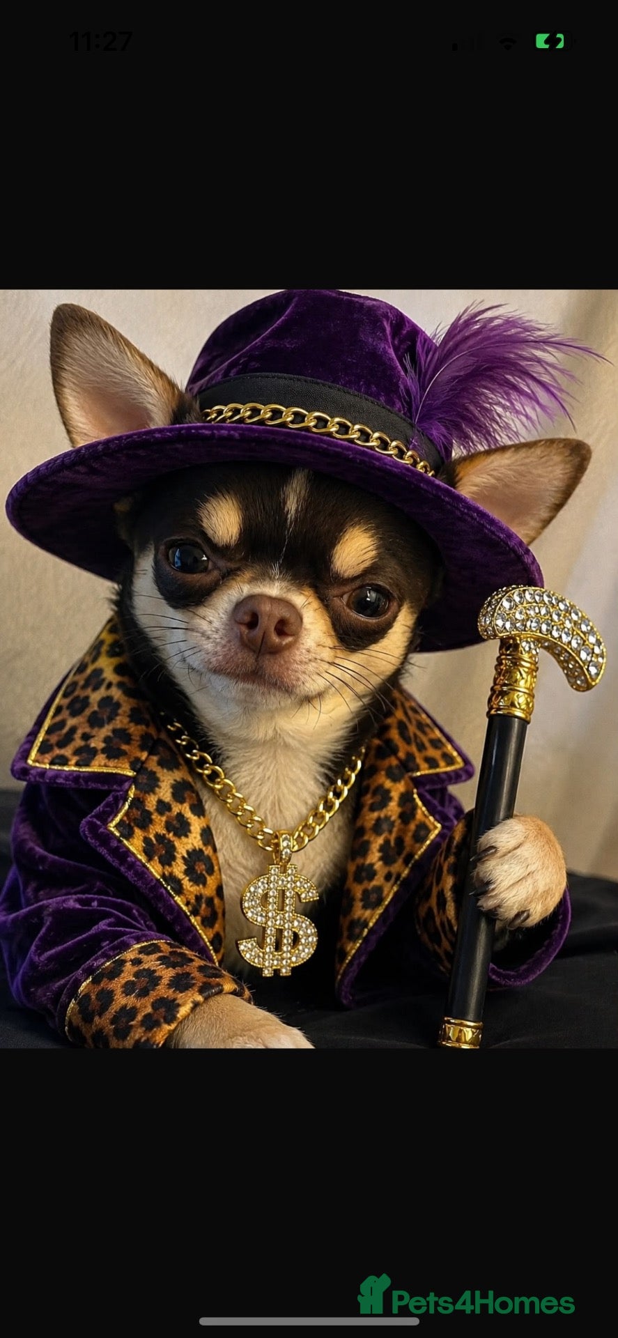 Chihuahua dogs 1.5KG Tiny and highly successful beautiful boy  - Advert 4