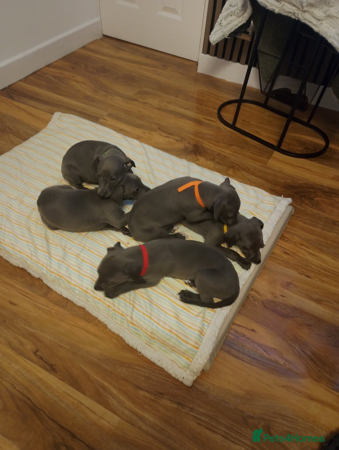 Whippet dogs for sale: Gorgeous blue whippets  - Image 6