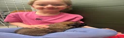 German Shepherd dogs for sale: Super Special Unique German Shepard Puppies  - Advert 17