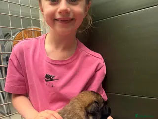 German Shepherd dogs Super Special Unique German Shepard Puppies - Advert 3