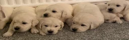 Golden Retriever dogs for sale: Super fluffy cream pups in Newark - Advert 3