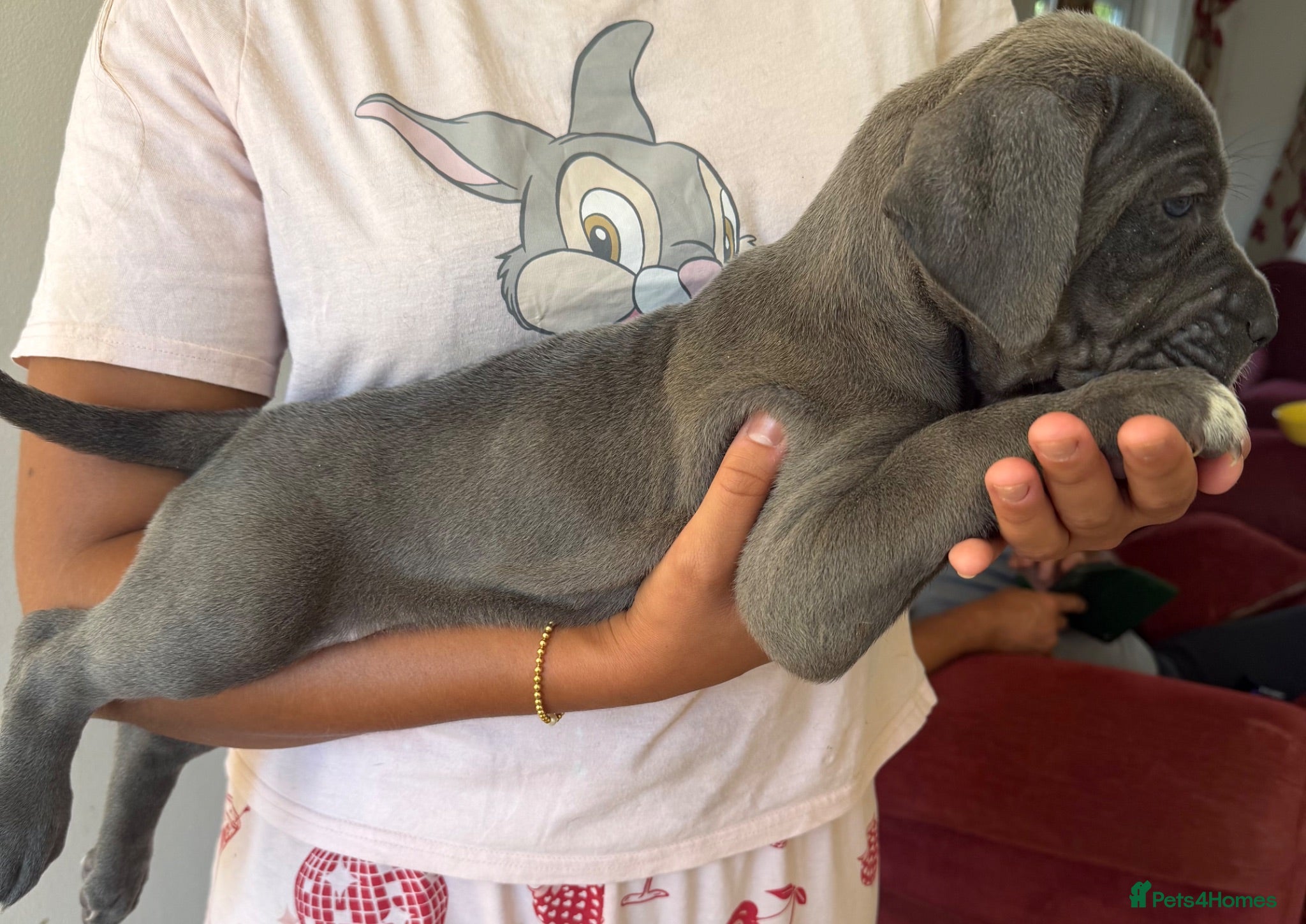 Cane Corso dogs RARE COLOUR CANE CORSOS - Advert 2