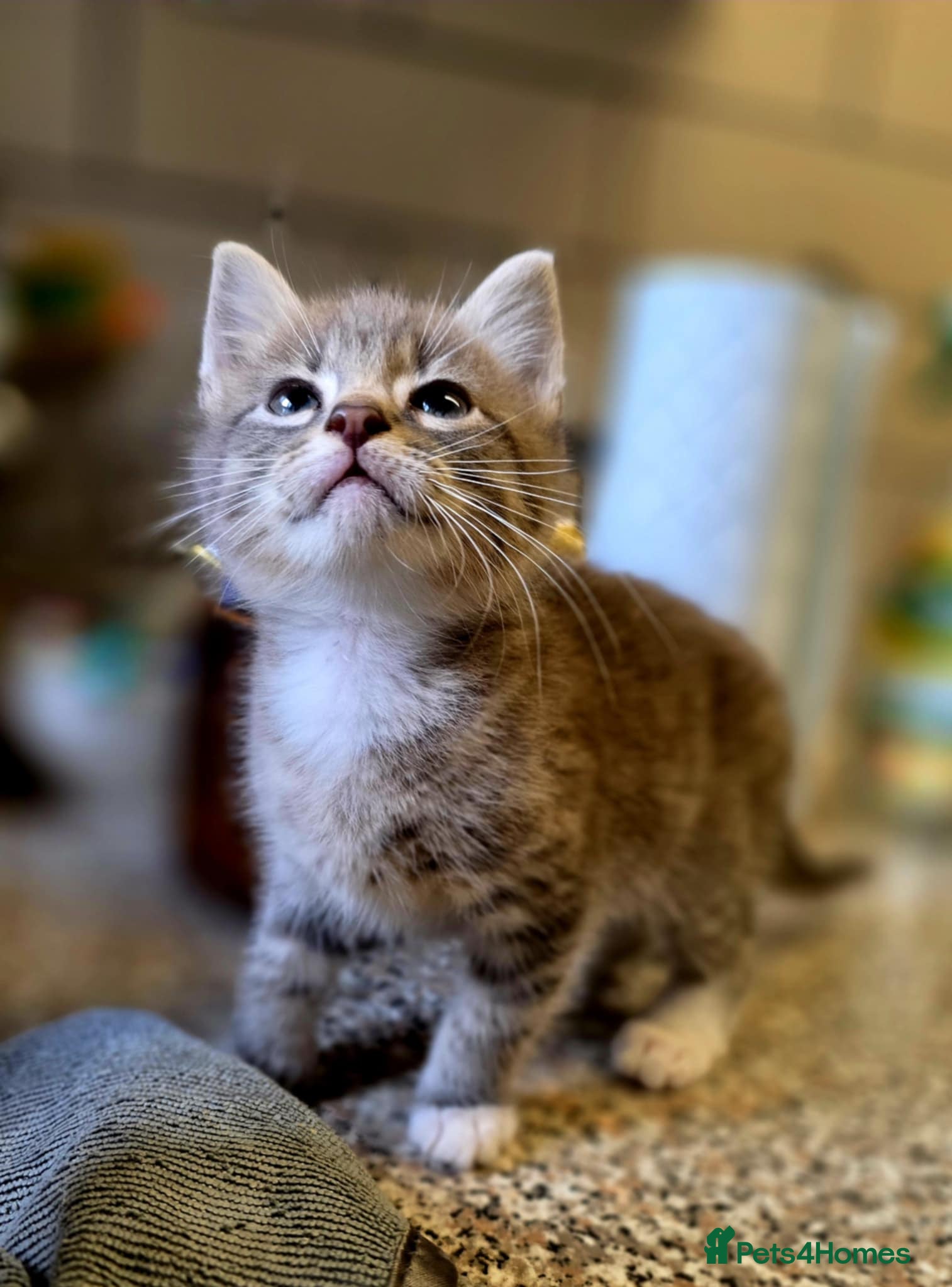 Mixed Breed cats Lonely little toad  - Advert 4