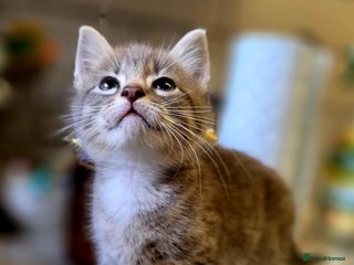 Mixed Breed cats Lonely little toad - Advert 1