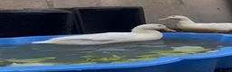 Ducks poultry for sale: Female White Duck - Advert 3