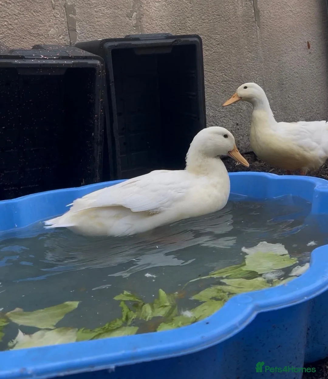 Ducks poultry for sale: Female White Duck - Advert 3