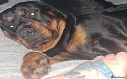 Rottweiler dogs for sale: Stunning rottweiler puppies  - Image 21