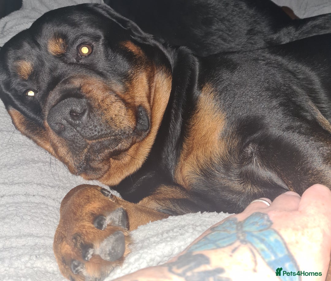 Rottweiler dogs for sale: Stunning rottweiler puppies  - Image 21