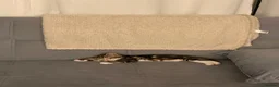 Bengal cats for sale: Kitten bengal - Advert 4