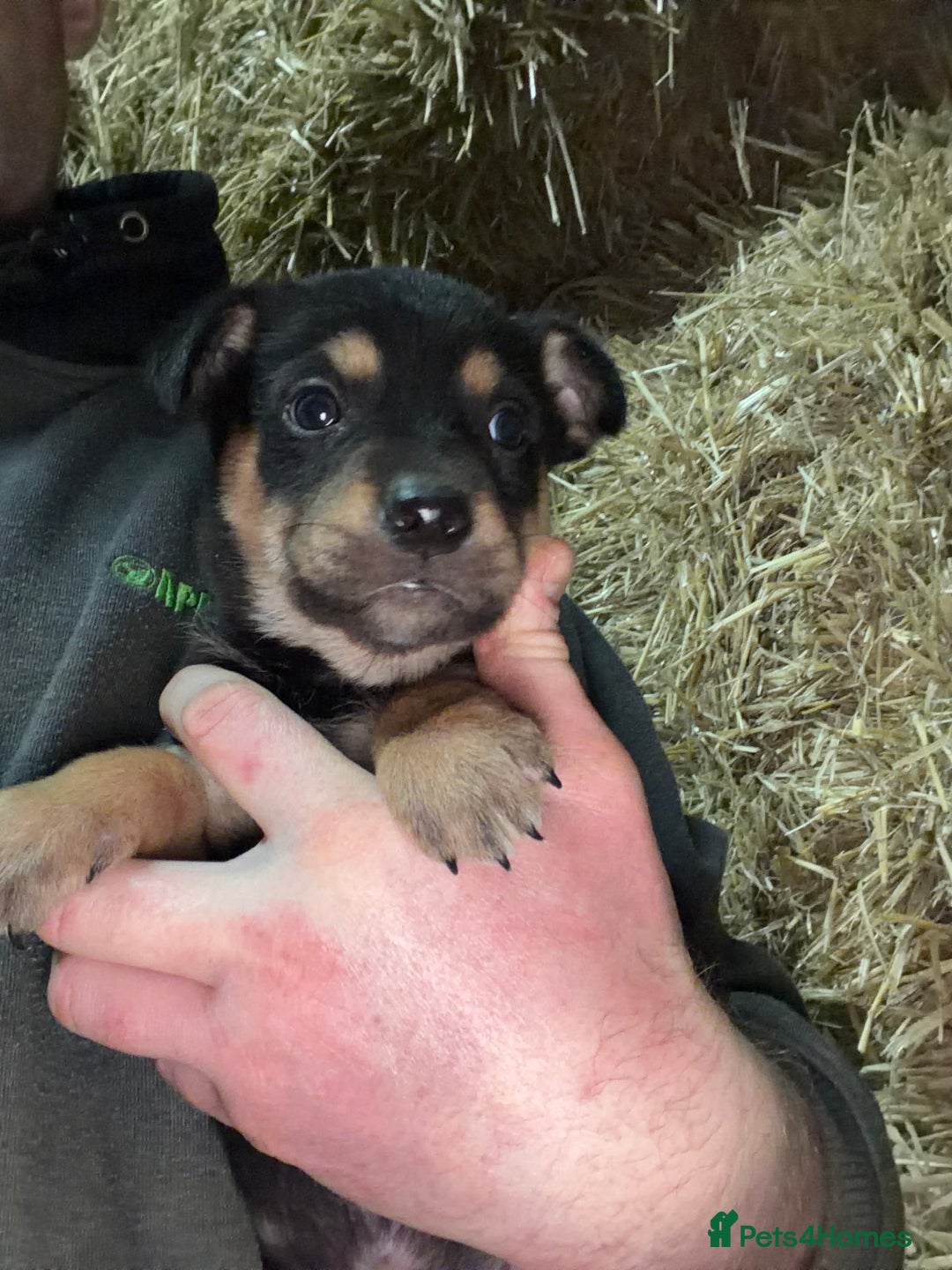 Mixed Breed dogs for sale: kelpie/blue heelers - Advert 20