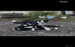 Border Collie dogs for sale: 1 girl border collie  - Advert 1