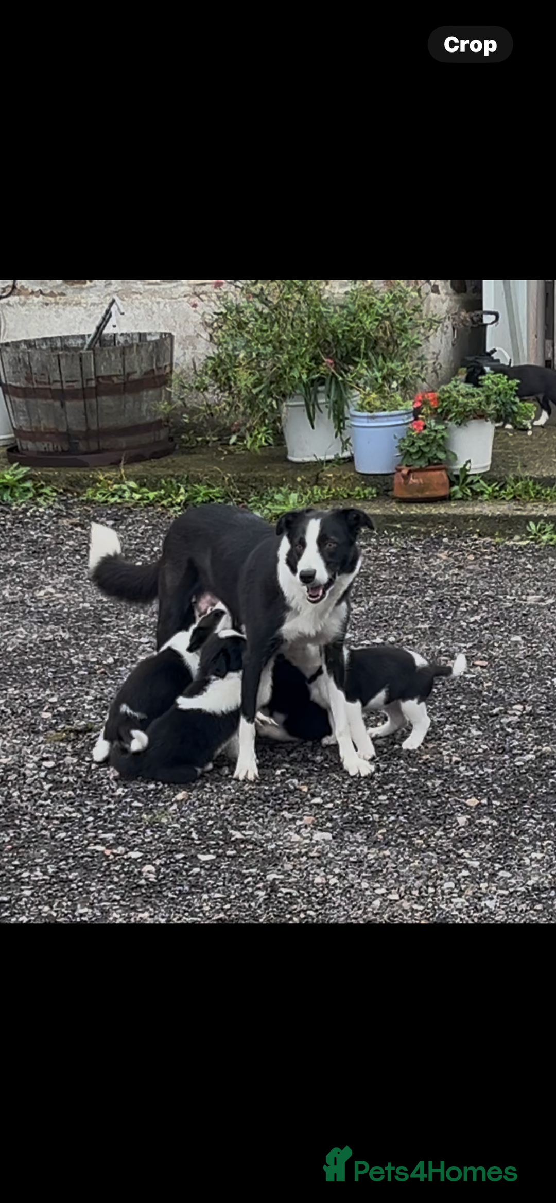 Border Collie dogs for sale: 1 girl border collie  - Advert 1