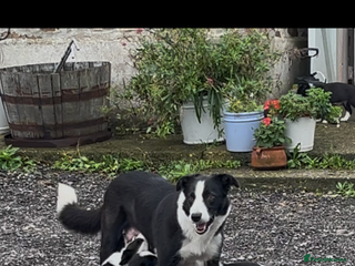 Border Collie dogs for sale: 1 girl border collie - Advert 1