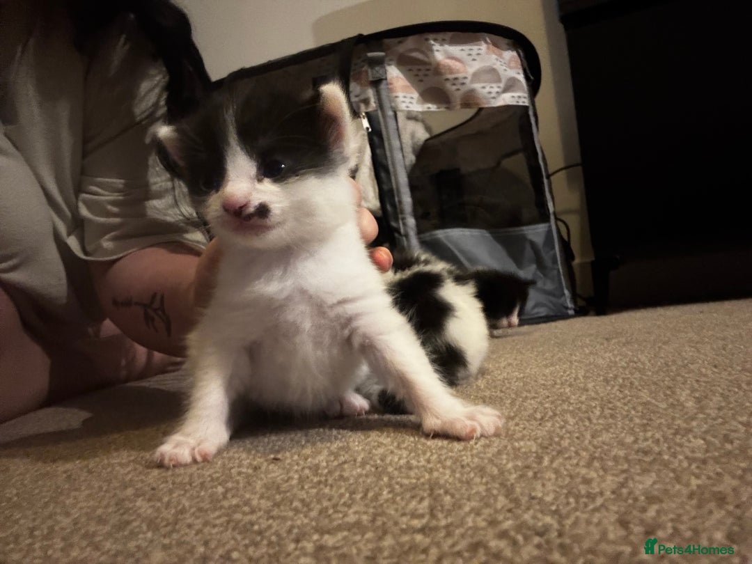 British Longhair cats for sale: Black and white long hair kittens for sale - Advert 18