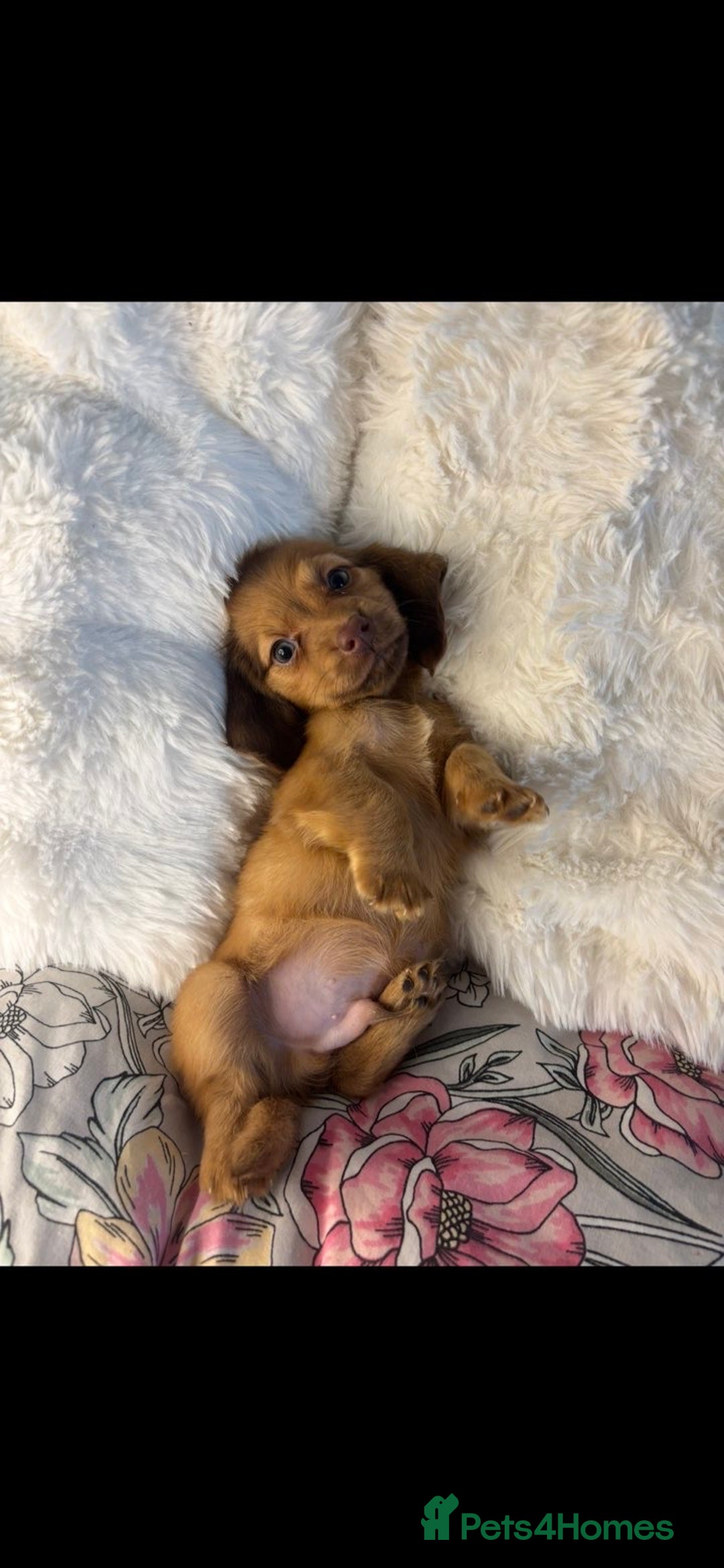 Miniature Dachshund dogs for sale: Ready to leave Miniature dachshunds - Image 2