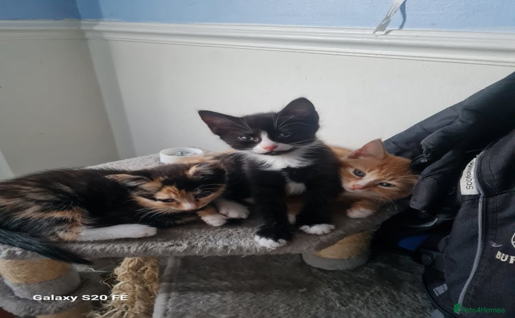 Mixed Breed cats - Advert 1